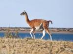 Encontro com guanacos, camelídeos muito comuns na Península Valdés, no litoral da  patagônia argentina
